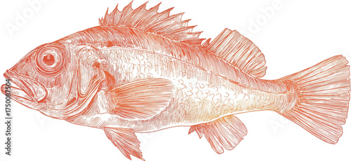 Vintage scientific illustration of a red rockfish isolated on a white background.