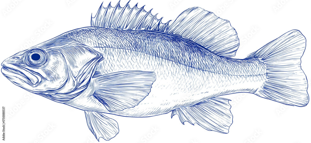 Fototapeta premium Artistic blue sketch of a freshwater fish illustration.