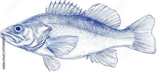 Artistic blue sketch of a freshwater fish illustration.