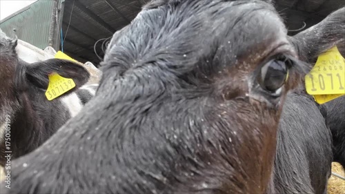 Young Calf Mooing for Food