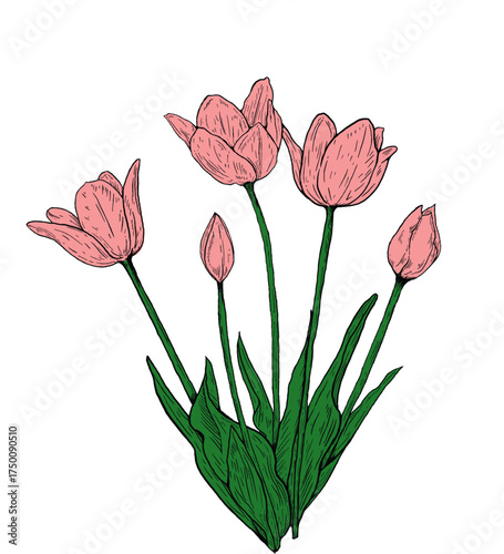 tulip
