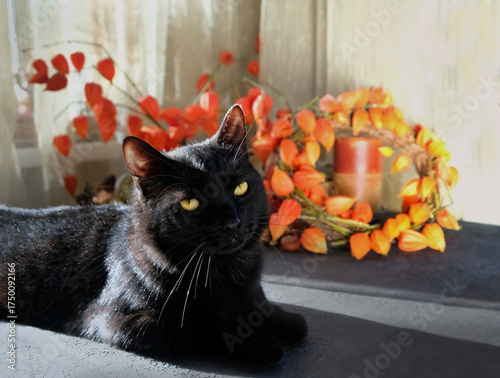 Portrait of beautiful black cat lying on table and decor of physalis plants. black cat - symbol of witchcraft, magic, Samhain, Halloween. witch Cat carefully look to camera. soft focus. close up