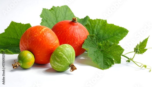 Fresh Pumpkins and Gourds on White Background.