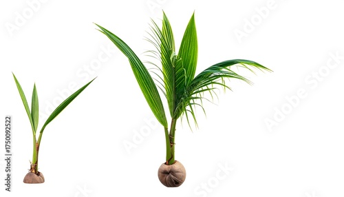Growing Coconut Palm Tree Stages.
