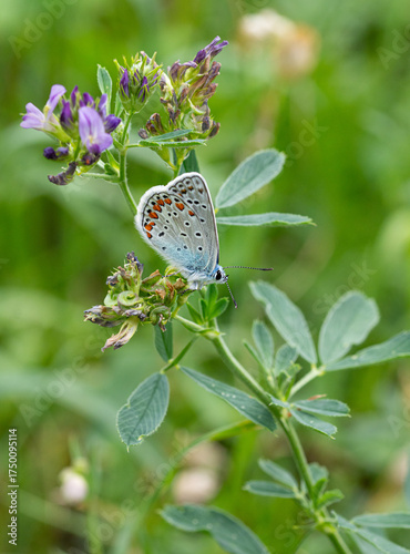male common blue butterfly polyommatus icarus on medicago blossom in summer meadow