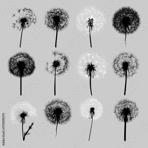 Set of twelve black and white dandelion silhouettes.