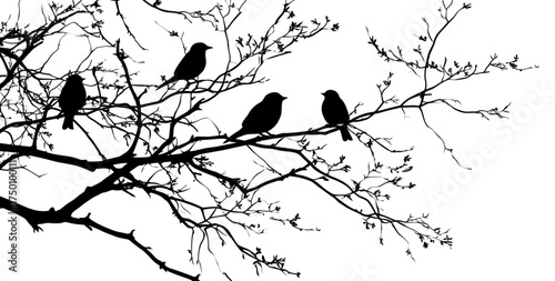 A flock of birds silhouetted on a leafless tree branch.