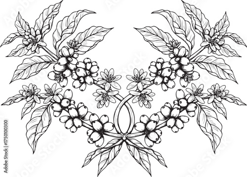 Coffee Branches for Packaging or Label Design