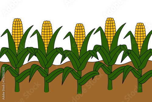 Vibrant Corn Field Illustration for Agriculture and Harvest Season Imagery with Green Stalks and Golden Corns against White Background