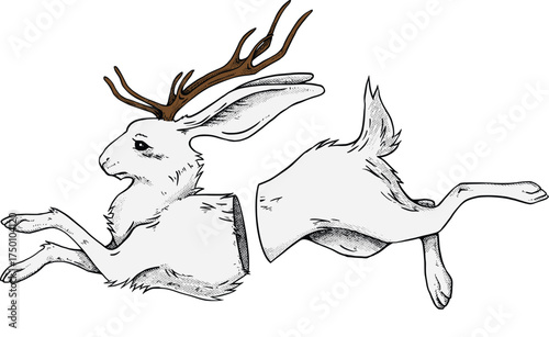 jackalope