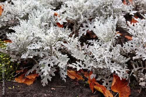 Beautiful Silver dust Cineraria maritima in city park, autumn time. Natural background of cineraria plant, selective focus