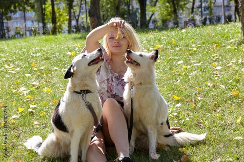 Owner plays with a siberian laika dog in autumn park. Friendship of a dog and a woman