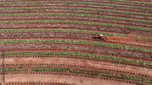 Tractor between rows of freshly pruned coffee trees