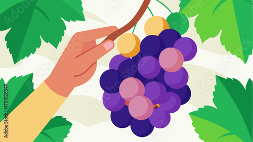 Grapes being harvested by hand with a focus on the dexterous fingers gently plucking plump s from the vine framed by verdant leaves.