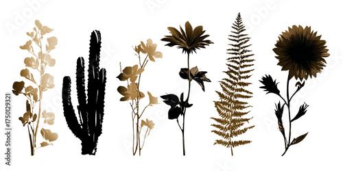 Collection of dried botanical specimens in silhouette style on white background