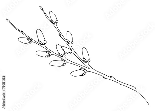 Minimalist willow branch continuous line drawing – elegant botanical twig with catkins illustration