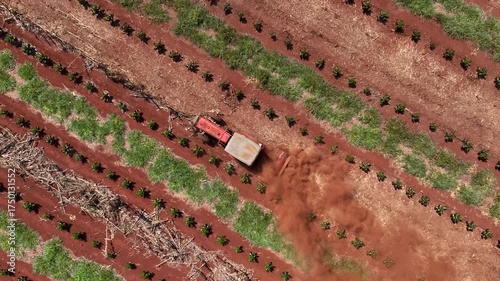 Tractor between rows of freshly pruned coffee trees