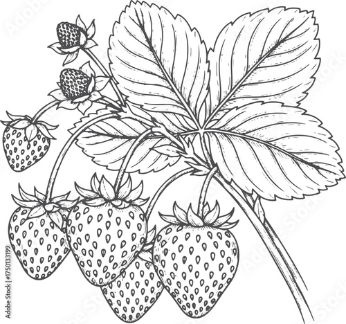 Berry Abundance: Ripe Fruit on the Vine Illustration