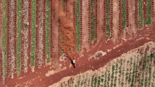 Tractor between rows of freshly pruned coffee trees