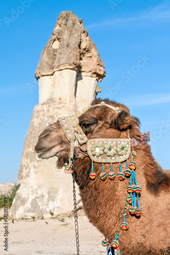 Dromedary 