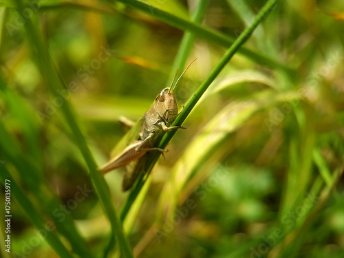 grasshopper on leaf autumn garden