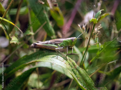 grasshopper on leaf autumn garden