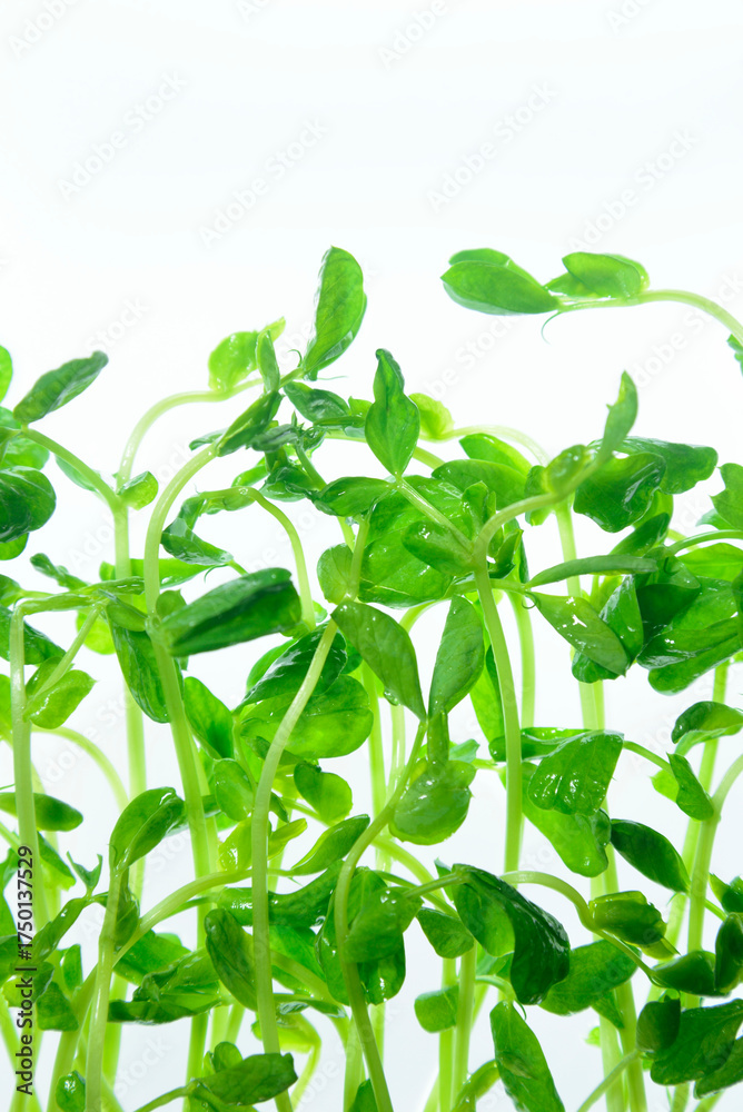 Obraz premium 豆苗