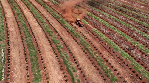 Tractor between rows of freshly pruned coffee trees