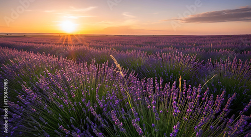 A breathtaking scene unfolds, as a lavender field stretches to the horizon, kissed by the radiant glow of a setting sun, painting the sky with warm hues.