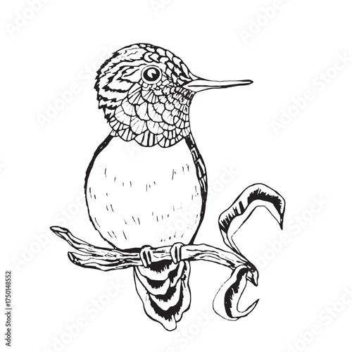Coloring book happy birds for kids. Funny birds, flowers, leaves and berries. Flat vector illustration with cartoon bird silhouette. Cute characters. Minimalist poster design.