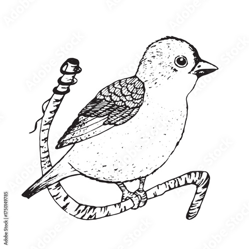 Coloring book happy birds for kids. Funny birds, flowers, leaves and berries. Flat vector illustration with cartoon bird silhouette. Cute characters. Minimalist poster design.