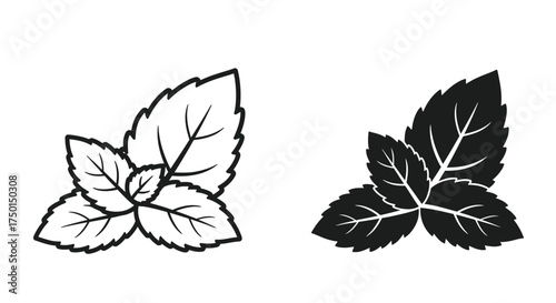 Two mint leaf illustrations one light and one dark in tone