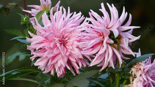 Wallpaper Mural Bright large pink and white dahlia flowers blooming in the garden, close-up view. Beautiful summer and autumn flowers for decoration and gardening inspiration Torontodigital.ca