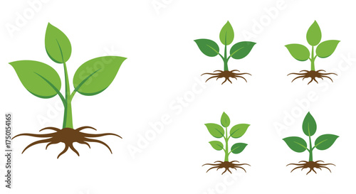 Illustration of green plant sprouts showing different stages of growth