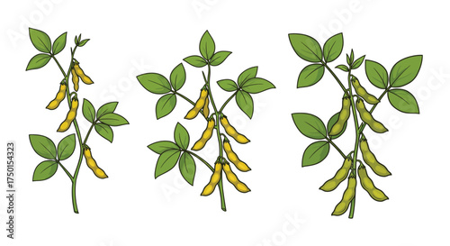Illustration of three soybean plants with green leaves and yellow pods