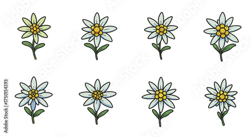 A collection of delicate edelweiss flowers in a simple illustrative style