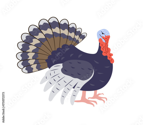 A colorful, stylized illustration of a male turkey with its tail feathers fanned out, featuring dark blue and brown plumage. Decorative element for Thanksgiving, fall, farm, and harvest holiday design