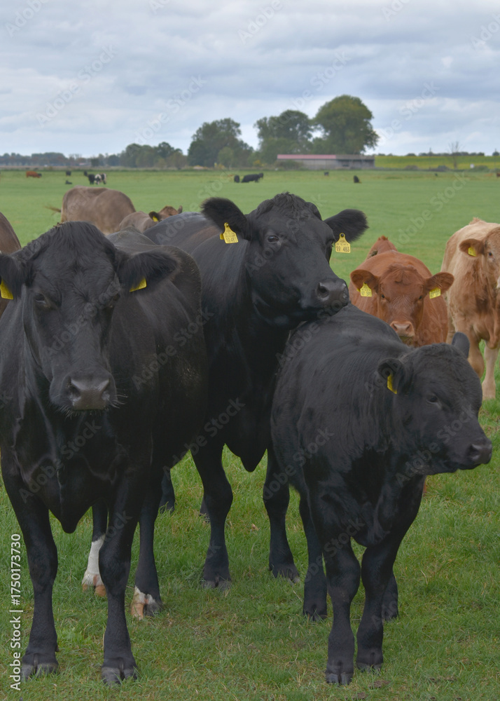 Φωτογραφία Black and brown cows standing on pasture