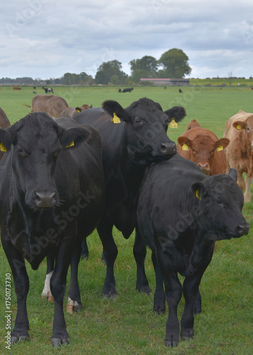 Fotografia Black and brown cows standing on pasture