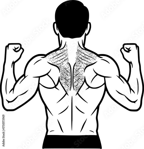 Scapular Retraction Exercise: Solid filled back-view torso squeezing shoulder blades together, elbows bent at 90°, clear muscle contraction