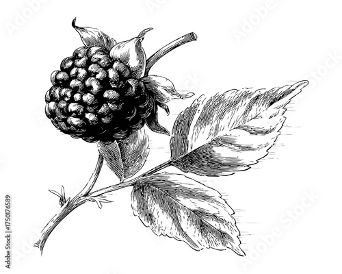 Detailed Botanical Illustration of a Berry with Leaves in Grayscale Vintage Style