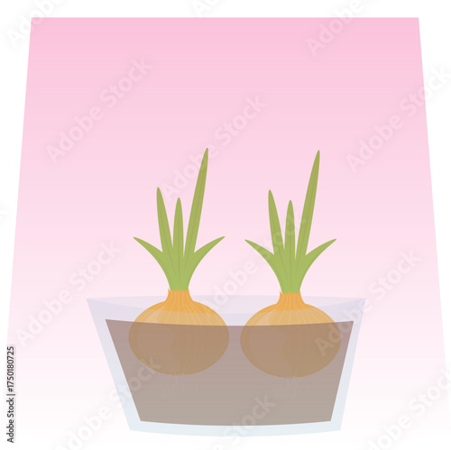 Green shoots grow from bulbs under a pink lamp at home