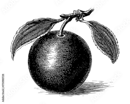Black and White Illustration of a Ripe Orange with Leaves and Branch Details