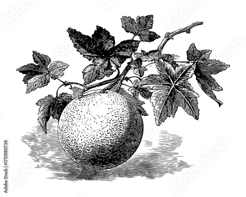 Detailed Black and White Illustration of a Cantaloupe with Leaves on a Branch Placed on a Textured Surface