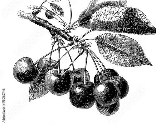 Illustration of Ripe Cherries with Leaves Hanging from a Branch in Black and White Profile View