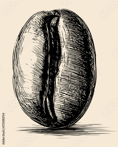 Vintage Illustration of a Coffee Bean in Black and White with Detailed Shading and Textural Quality