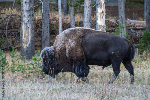 american bison in yellowstone park