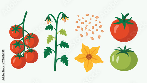 Collection of fresh tomatoes plant parts and seeds isolated on white