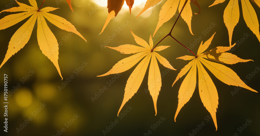 autumn leaves background autumn leaves background