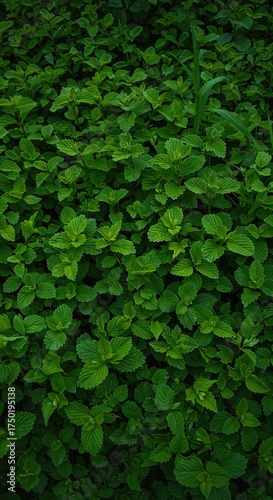 A dense, verdant expanse of natural foliage, showcasing the vibrant hues and textures of flourishing plant life in an outdoor setting ,sustainable ,jungle ,wood